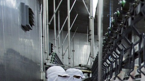 Autoridades declaran culpable a planta avícola donde menor inmigrante murió succionado