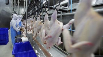 Autoridades declaran culpable a planta avícola donde menor inmigrante murió succionado