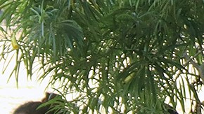 Migrantes permanecen en un campamento improvisado en el municipio de Huixtla, en Chiapas.