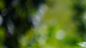 Hacer jardinería puede beneficiar los hábitos alimenticios de los niños: investigación