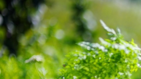 Hacer jardinería puede beneficiar los hábitos alimenticios de los niños: investigación