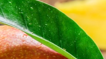 Comer mango podría reducir el cáncer de colon: estudio