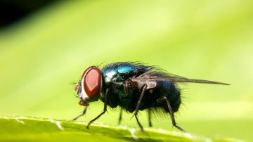 moscas significado espiritual