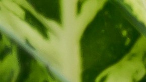 plantas para el 2024