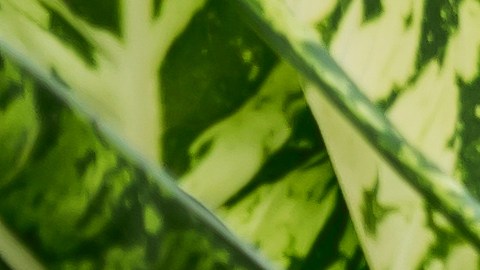 plantas para el 2024