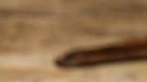 Los aztecas usaban vainilla para darle sabor al xocoatl, la bebida que producían a partir de cacao y otras especias.