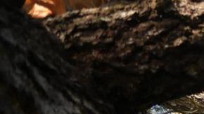 Pebble Beach (United States), 04/02/2024.- A tree crushed a car during what should have been the final round of the AT&T Pebble Beach Pro-Am golf tournament at the Pebble Beach Golf Links in Pebble Beach, California, USA, 04 February 2024. Due to safety concerns caused by high winds and rain, the final round was postponed with hopes of rescheduling on 05 February. EFE/EPA/MICHAEL FIALA