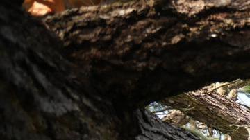 Pebble Beach (United States), 04/02/2024.- A tree crushed a car during what should have been the final round of the AT&T Pebble Beach Pro-Am golf tournament at the Pebble Beach Golf Links in Pebble Beach, California, USA, 04 February 2024. Due to safety concerns caused by high winds and rain, the final round was postponed with hopes of rescheduling on 05 February. EFE/EPA/MICHAEL FIALA