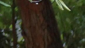 Un techo se cae arriba de un vehículo.