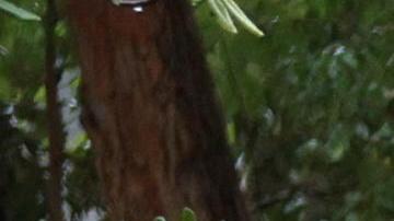 Un techo se cae arriba de un vehículo.