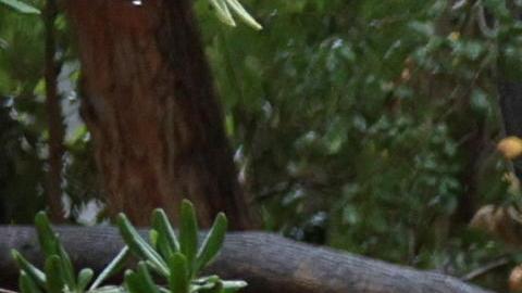 Un techo se cae arriba de un vehículo.