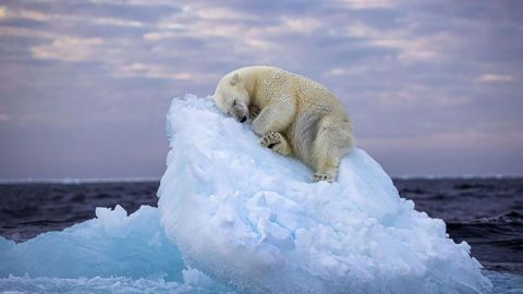 La "impresionante y conmovedora" foto de un oso somnoliento que se ganó el concurso de fotografía natural del Museo de Historia Natural de Londres