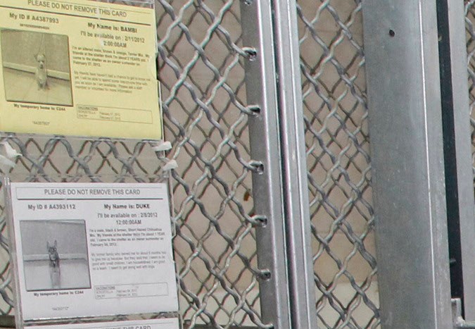 Citlaly Cruz and husband Daniel Belmontes check animals to adopt at the Gardena shelter in Los Angeles on Friday, Feb. 10, 2012. A deficit-slashing proposal by Gov. Jerry Brown to save $23 million by not reimbursing animal shelters for costs to keep strays alive longer has turned into a dog and cat fight. (AP Photo/Damian Dovarganes)