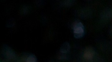 Two pet dogs wait while their owner registers them with the pet evacuation team at the Savannah Civic Center, Saturday, Sept., 9, 2017 in Savannah, Ga. Powerful Hurricane Irma is expected to impact the state on Monday morning. (AP Photo/Stephen B. Morton)