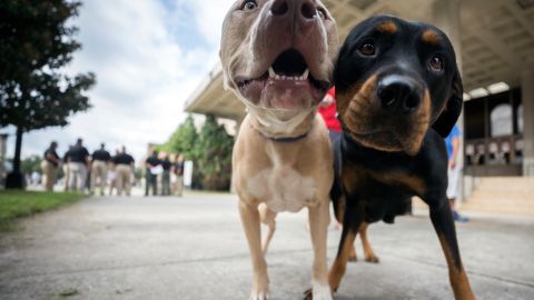 Two pet dogs wait while their owner registers them with the pet evacuation team at the Savannah Civic Center, Saturday, Sept., 9, 2017 in Savannah, Ga. Powerful Hurricane Irma is expected to impact the state on Monday morning. (AP Photo/Stephen B. Morton)