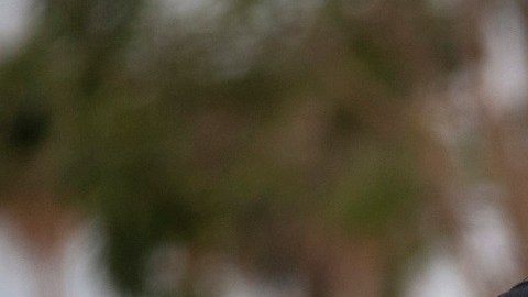 Donald Trump tiene un duro plan de deportaciones a partir del 21 de enero de 2025.