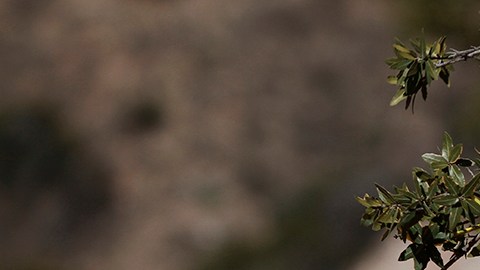 Violencia en México