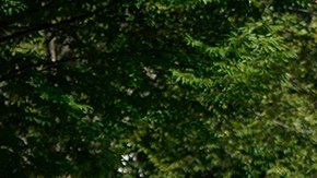 Policía de Washington