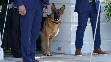 Biden envío a su perro Commander con familiares tras incidentes de mordidas a más de 20 agentes