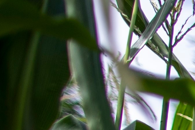 El lado avaricioso del T-MEC cobra el éxito a los mexicanos con agua, desertificación y violencia