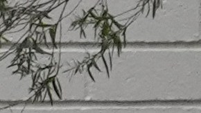 Submerged vehicles are photographed after a mudslide, Monday, Feb. 5, 2024, in the Beverly Crest area of Los Angeles. (AP Photo/Marcio Jose Sanchez)