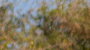 El astro japonés Shohei Ohtani acaparando todas las miradas durante los primeros días del spring training.