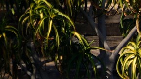 Residential homes use tarps to prevent property damage to the backyard of a home with a tennis and basketball court in Los Angeles, Wednesday, Feb. 21, 2024. (AP Photo/Damian Dovarganes)
