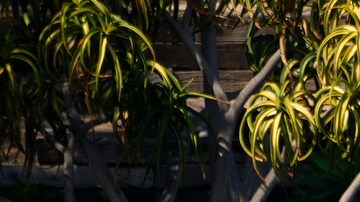 Residential homes use tarps to prevent property damage to the backyard of a home with a tennis and basketball court in Los Angeles, Wednesday, Feb. 21, 2024. (AP Photo/Damian Dovarganes)