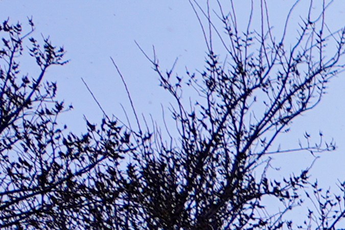 ¿Por qué se expandió tan rápido el incendio forestal Smokehouse Creek, el más grande en la historia de Texas?