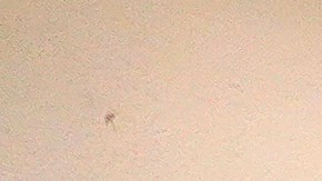 Karla jugó para el Club León hasta el 2019.