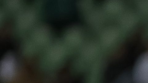 Los Tigres de la UANL buscarán definir en casa ante Whitecaps.