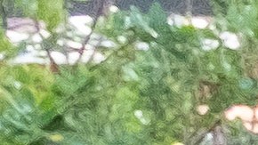 Los latinos  en el distrito escolar están aprendiendo el idioma mandaarín.