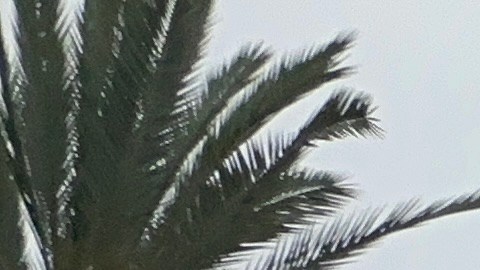 Foto: Los Angeles Zoo