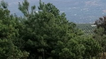 Narcofosa en Michoacán