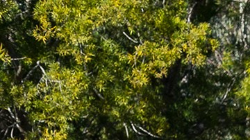 Foto: San Diego Zoo Safari Park