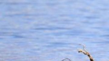 El antiguo lago de la cuenca Badwater reapareció después de haberse evaporado hace miles de años.