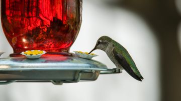 El colibrí guarda un mensaje espiritual.