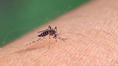 Perú declara emergencia sanitaria por dengue en casi todas sus regiones