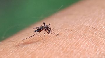 Perú declara emergencia sanitaria por dengue en casi todas sus regiones