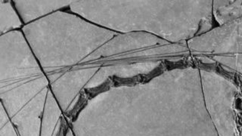 El fósil tiene unos 250 millones de años.