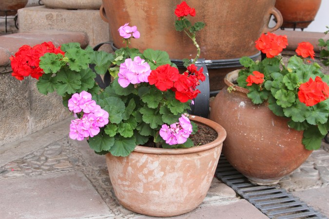 Los geranios son plantas que embellecen cualquier rincón.