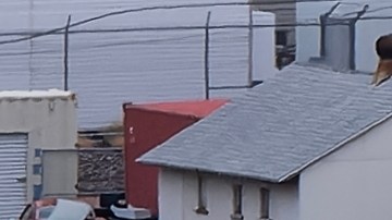 la aerolínea canadiense Lynx