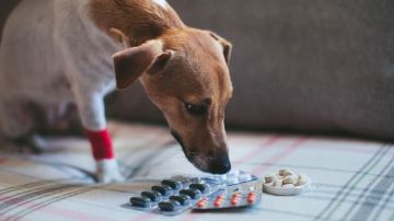 Los medicamentos recetados para mascotas ahora se parecen mucho más a medicamentos humanos