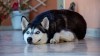 Cannabis y perros: encuesta revela que algunos dueños las usan para aliviar el dolor de las mascotas