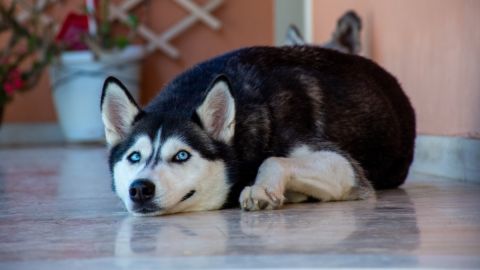 Cannabis y perros: encuesta revela que algunos dueños las usan para aliviar el dolor de las mascotas