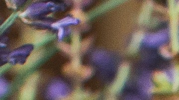 Las plantas pueden llenar tu hogar y negocio de energía positiva.