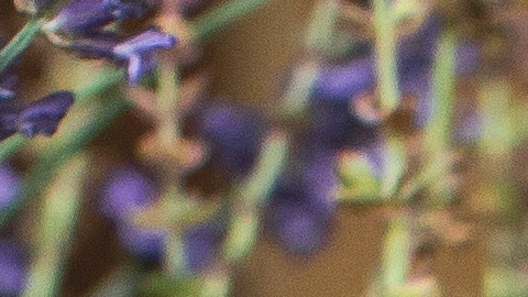 Las plantas pueden llenar tu hogar y negocio de energía positiva.