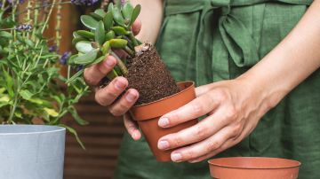 Las plantas pueden llenar tu hogar y negocio de energía positiva.