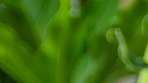 Las plantas aportan sensación de bienestar al hogar.
