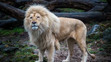 Hombre intentó tomarse una selfie con un león en un zoológico de la India y murió devorado